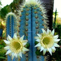 Organic Blue Pilosocereus Flower Seeds for Planting – Heirloom, Non-GMO