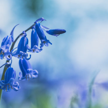 English Bluebells Seeds