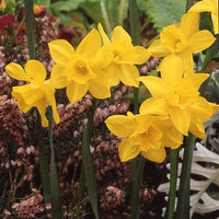 Sweetness Daffodil Seeds