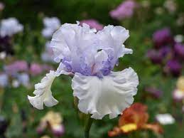 Chinook Winds Bearded Iris