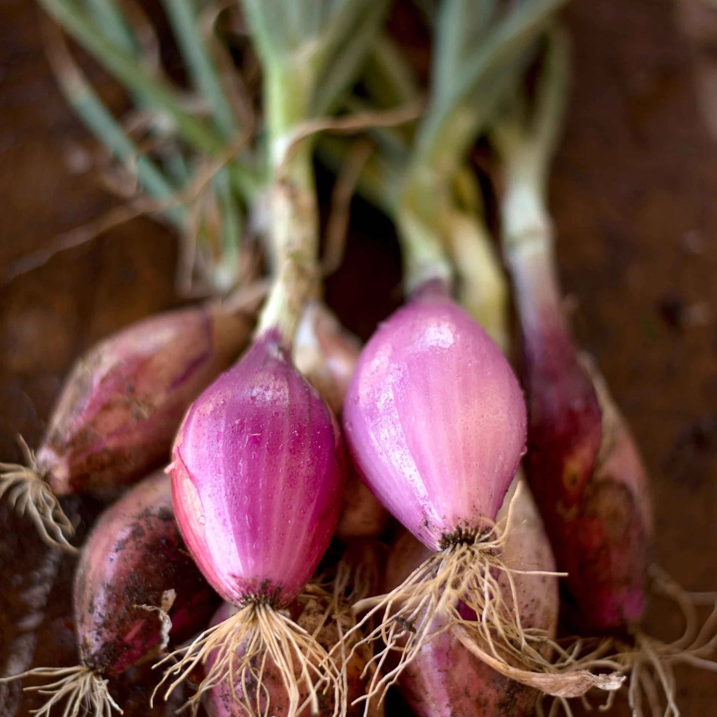 Red Long of Tropea – Organic Onion Seed