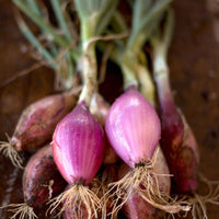 Red Long of Tropea – Organic Onion Seed