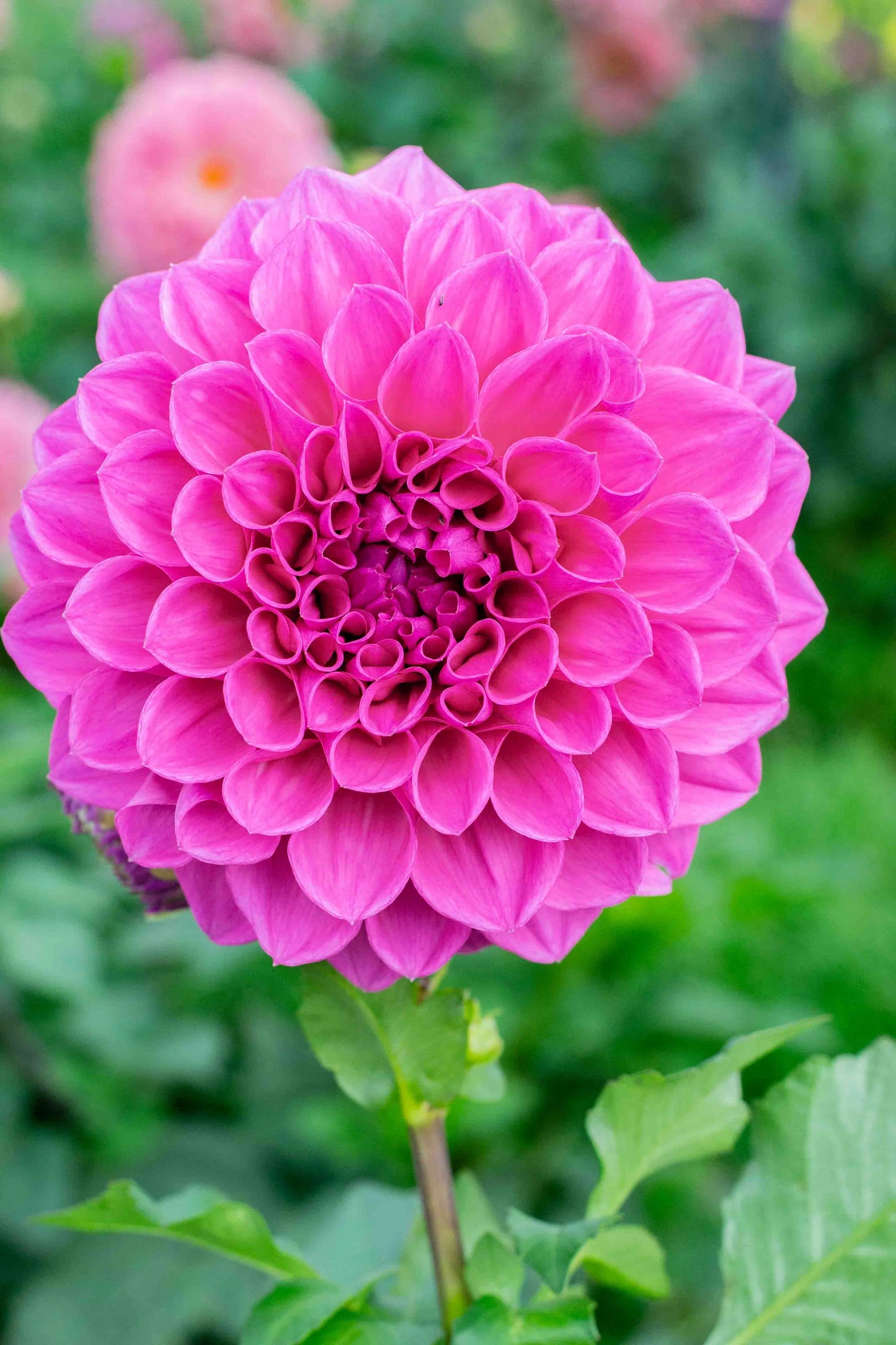 Dahlia- Brian (Tuber)