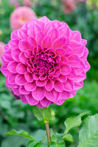 Dahlia- Brian (Tuber)