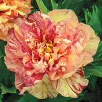Lollipop Itoh Peony