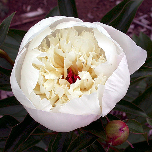 Immaculee Peony
