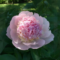 Eden's Perfume Peony