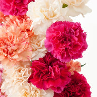 Carnation- Chabaud Superb Finest Mix