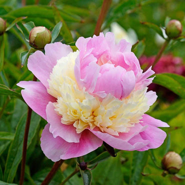 Sorbet Peony