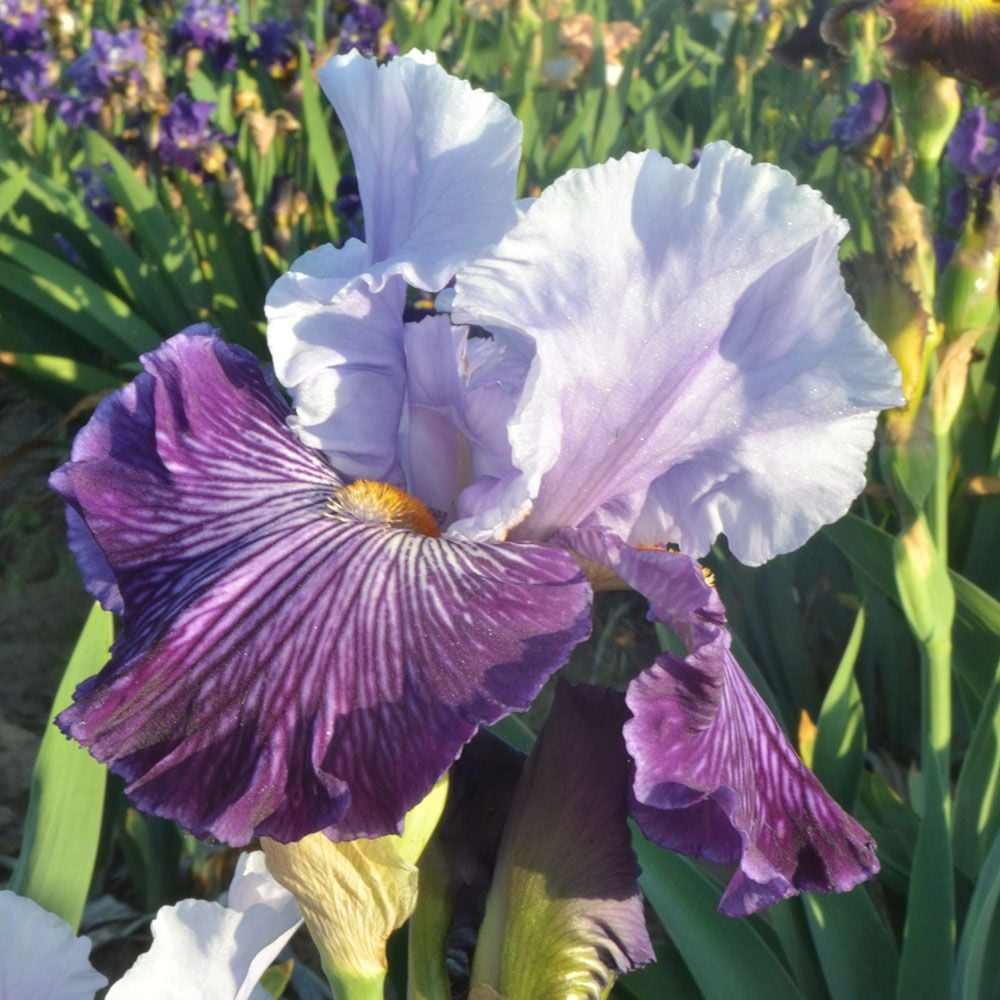 Glacier Melt Reblooming Bearded Iris