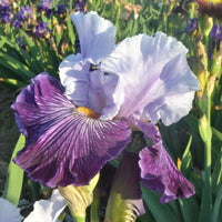 Glacier Melt Reblooming Bearded Iris