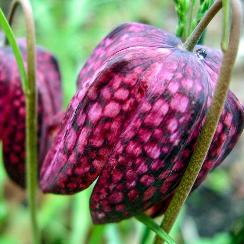 Guinea-Hen Flower Seeds