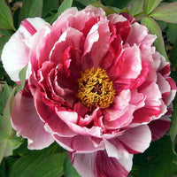 Shima-Nishiki Tree Peony