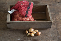 Forum – Fall Onion Sets Seed