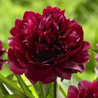 Peony Francoise Ortegat