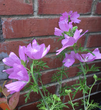 Mallow- Musk Mallow
