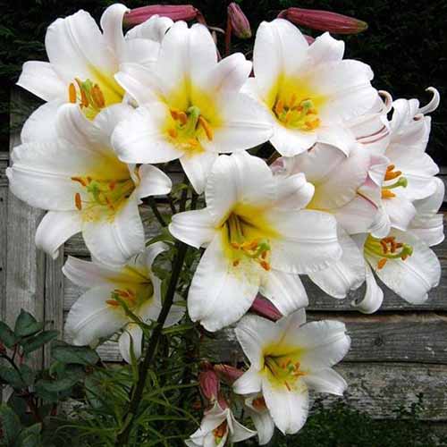 Oriental Trumpet Lily- White Planet