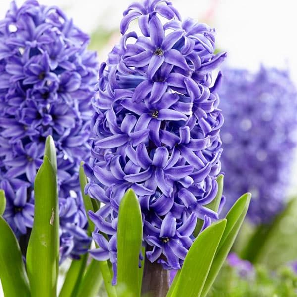 Hyacinth Flower Seeds for Planting – Organic, Heirloom, Non-GMO Seeds