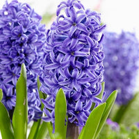Hyacinth Flower Seeds for Planting – Organic, Heirloom, Non-GMO Seeds