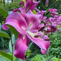 Purple Lady Lily Tree Seeds