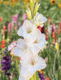 Gladiolus- Flevo Snow