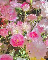 Lotus Star Rose Seeds