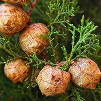Italian Cypress Tree Seeds (Cupressus sempervirens) – Heirloom Non-GMO Seeds for Tall Elegant Landscapes