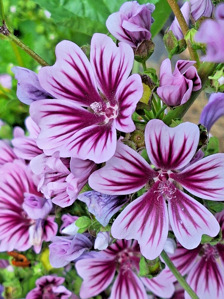 Heirloom Non-GMO Purple White Zebra Mallow Flower Seeds for Garden Planting – Striped Cottage Blooms