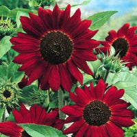 Helianthus Red Flower Seeds for Planting – Organic, Heirloom, Non-GMO Seeds