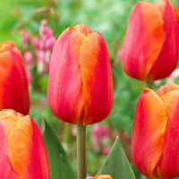 Delta Storm Tulip Seeds