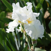 Frequent Flyer Reblooming Bearded Iris