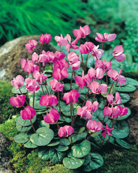 Dark Pink Hardy Cyclamen Seeds
