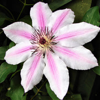Heirloom Non-GMO Pink-White Clematis Flower Seeds for Garden Planting – Bicolor Climbing Blooms