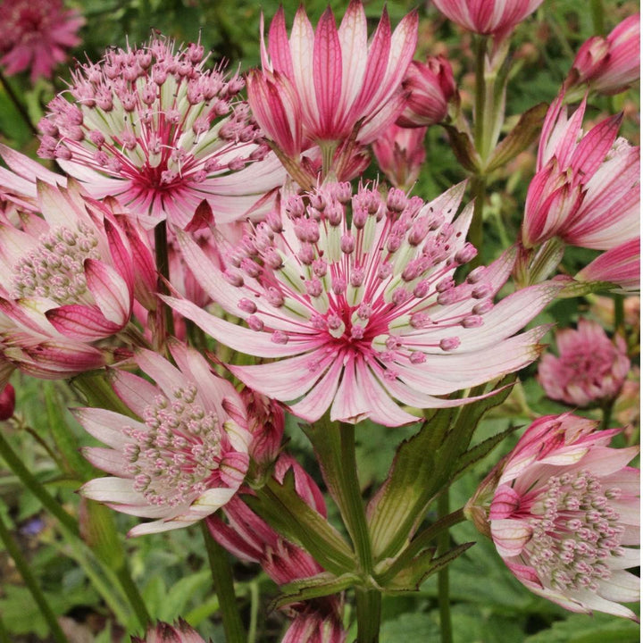 Heirloom Non-GMO Pink Masterwort Flower Seeds for Elegant Cottage and Cutting Garden Planting