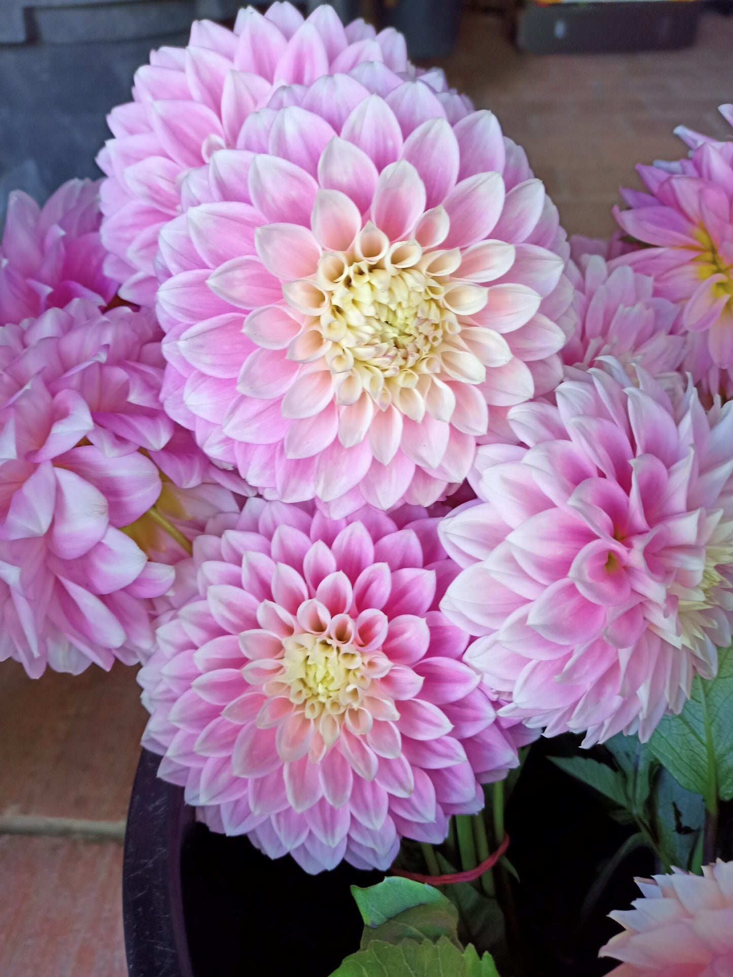 Dahlia- Devon Seattle (Tuber)