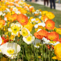 Iceland Poppy- Festival Mix