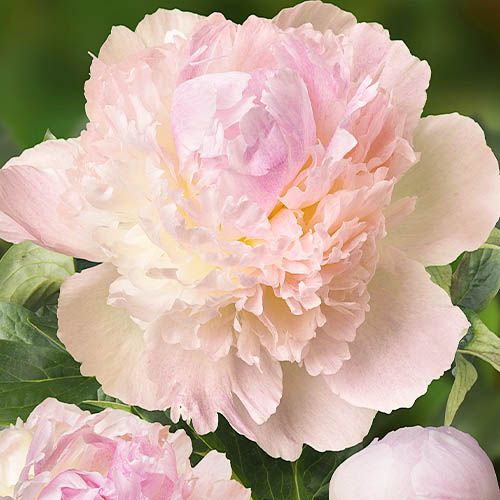 Chiffon Parfait Peony