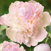 Chiffon Parfait Peony