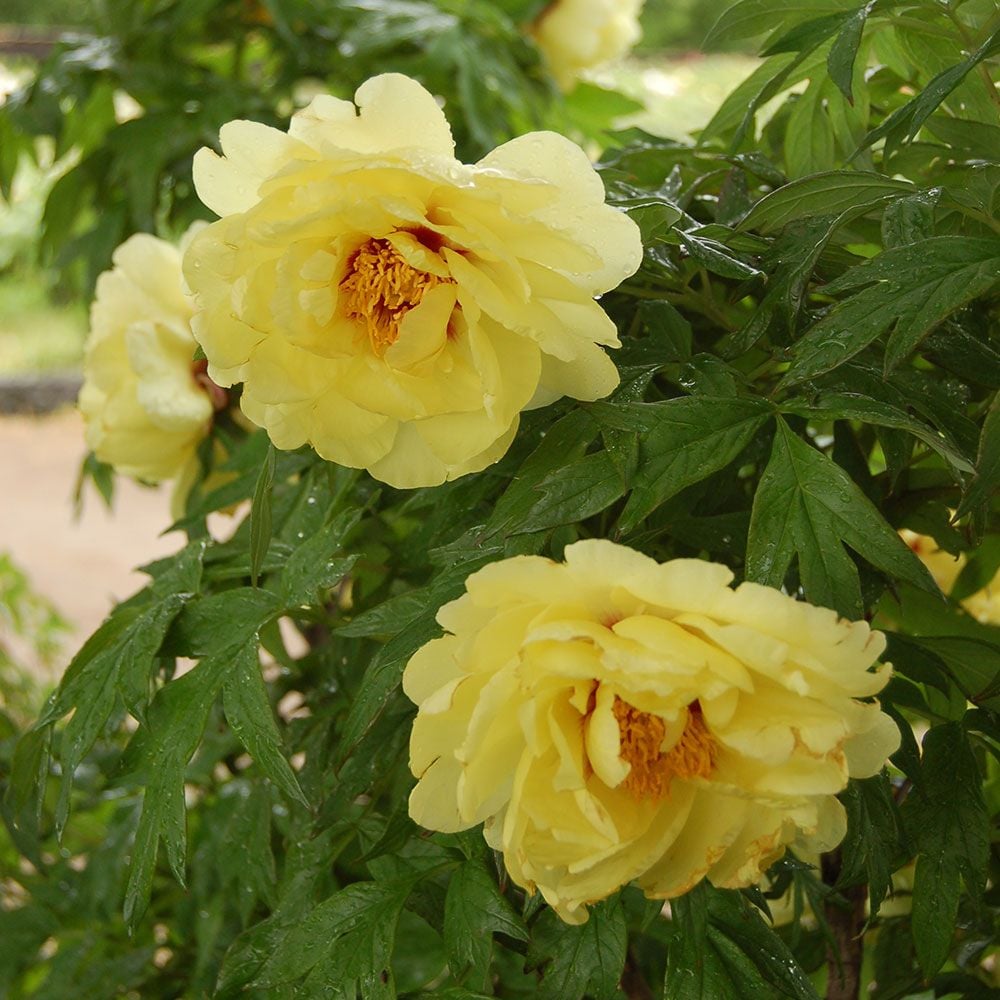 High Noon Tree Peony