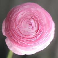 Ranunculus- Amandine Marshmallow (Corm)