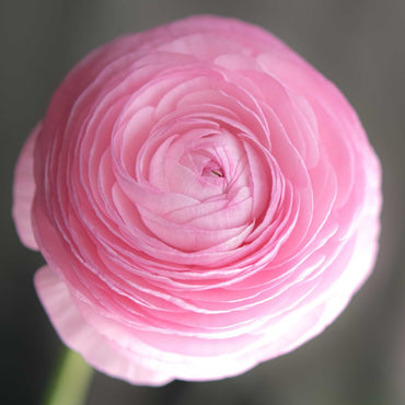 Ranunculus- Amandine Marshmallow (Corm)