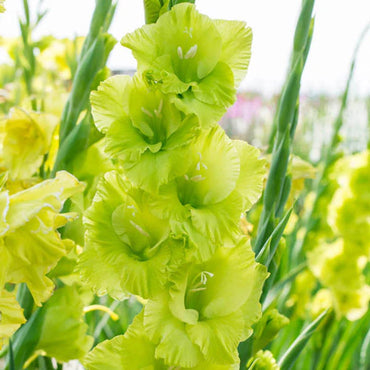 Gladiolus- Green Star