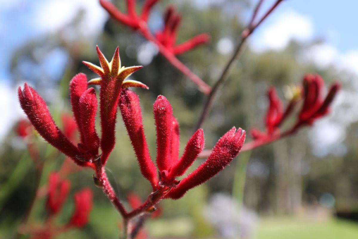 Kangaroo Paw- Red