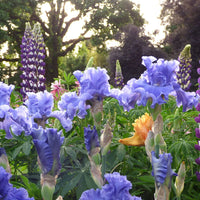 Merchant Marine Bearded Iris