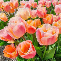Jeu d'Amour Tulip Seeds