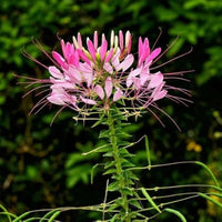 Cleome Flower Seeds for Planting – Heirloom, Non-GMO Flower Seeds