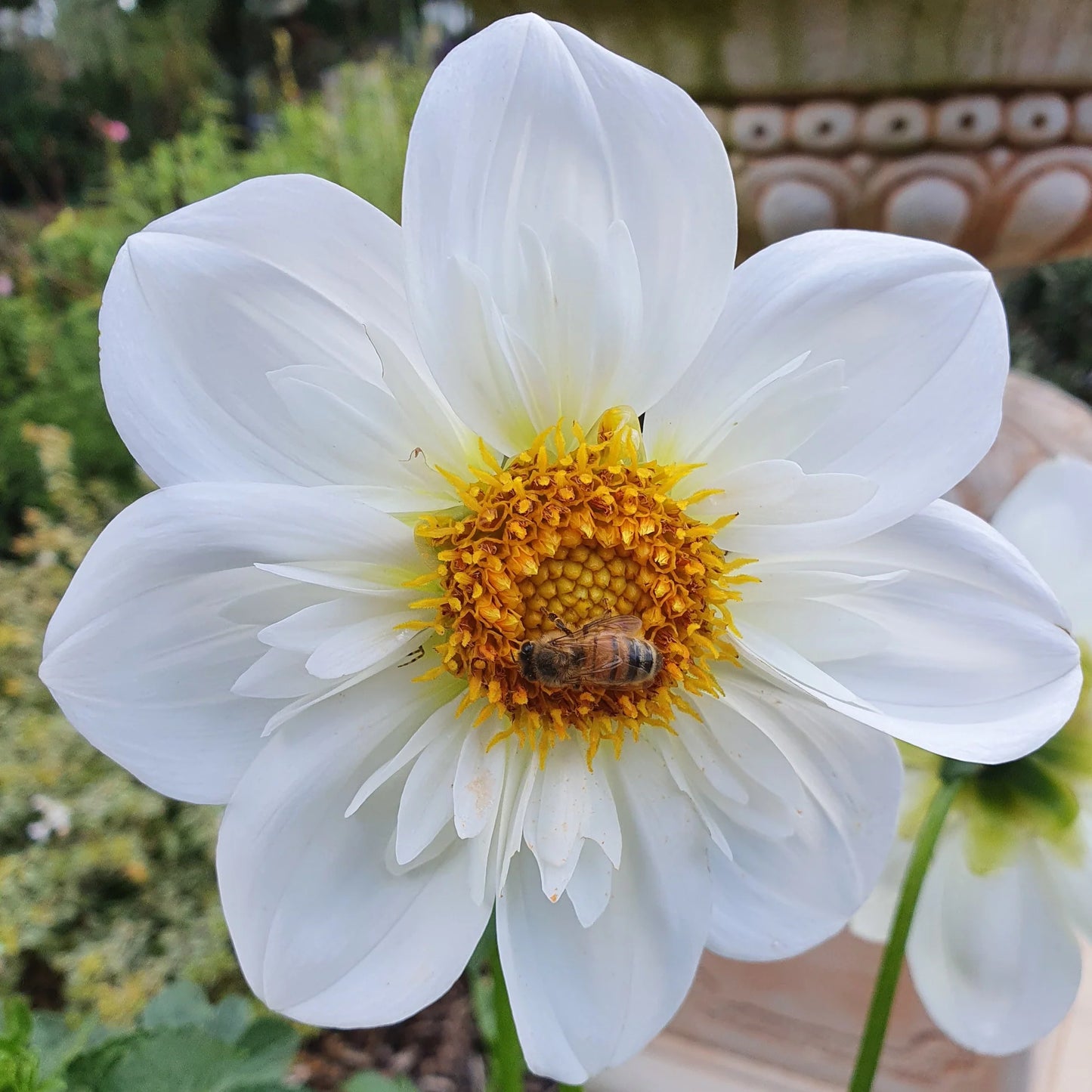 Dahlia- Hillara Ice (Tuber)