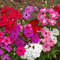 Tall Hybrid Phlox Mixture
