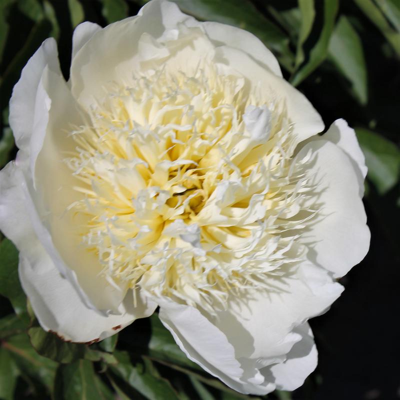 Bride's Dream Peony