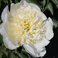 Bride's Dream Peony